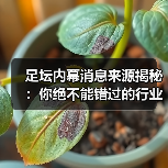 足坛内幕消息来源揭秘：你绝不能错过的行业内幕